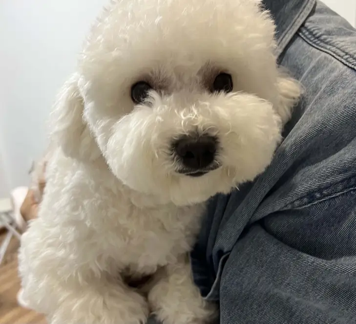 a cute dog named Max 